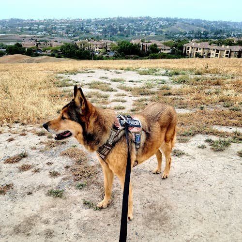 Dog day care center Aqua Animal Care Center Oceanside