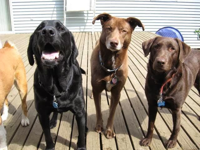 Dog day care center Arcadia Dog Ranch Everett