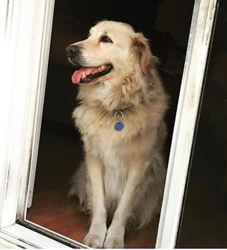 Dog day care center Ardezz Kennels LLC El Monte