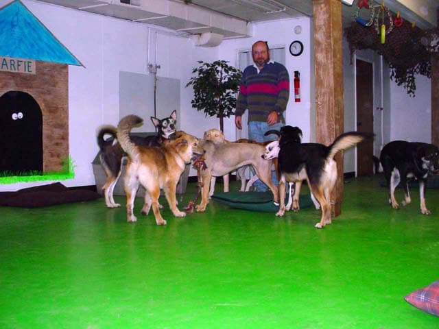 Dog day care center Arfie's Doggie Day Care Anchorage