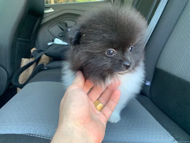 Dog day care center Argonne Veterinary Clinic Spokane Valley