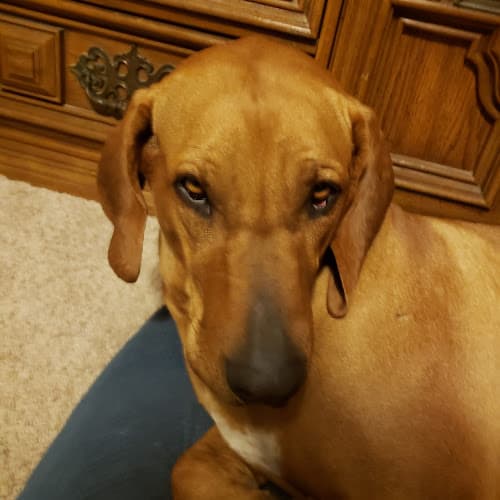 Dog day care center Ark Animal Hospital Victorville