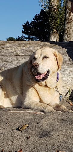 Dog day care center Ark Pet Hospital Antioch