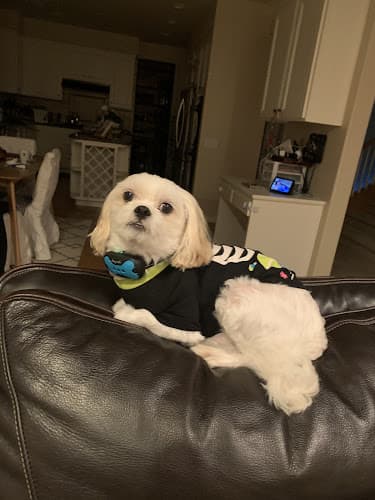 Dog day care center Arroyo Vista Veterinary Hospital Oxnard