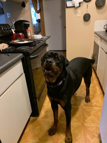 Dog day care center Astro Allstars Academy & Kennels El Monte