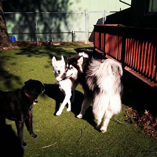 Dog day care center At Home Doggie Daycare Portland