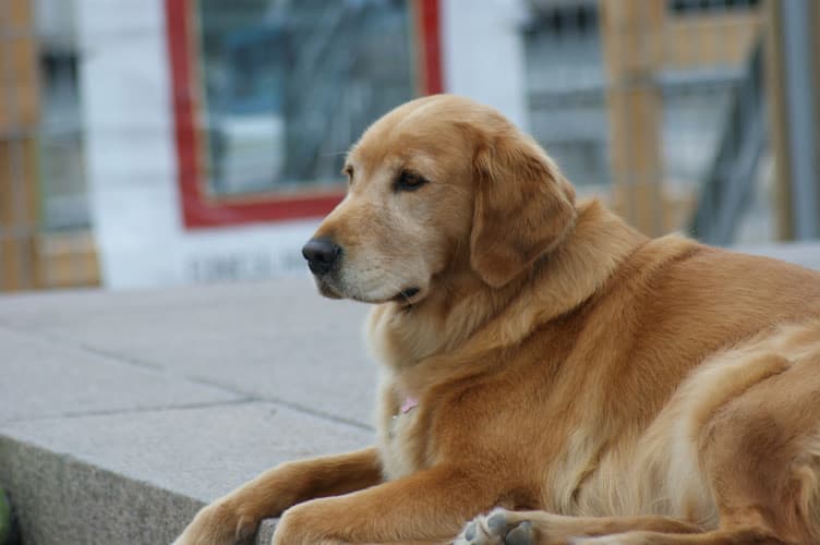 Dog day care center Auntie Lindas Spokane