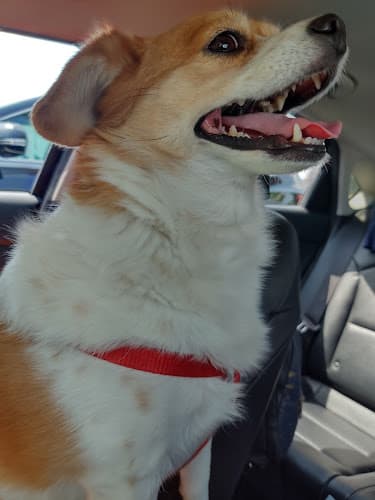 Dog day care center Avalon Animal Hospital & Bird Clinic Carson