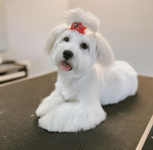 Dog day care center Baby Paws Grooming Spa Jurupa Valley