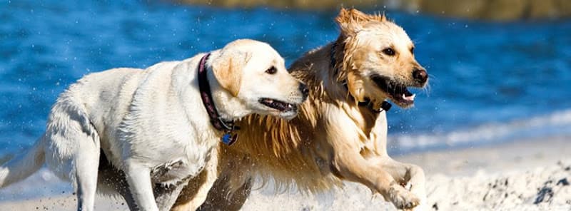 Dog day care center Back Bay Veterinary Hospital Irvine