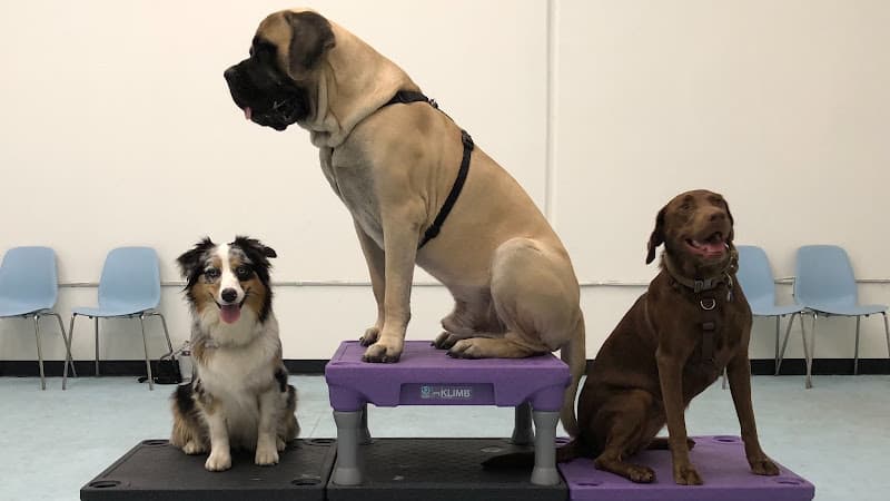 Dog day care center BADDogs Inc Corona