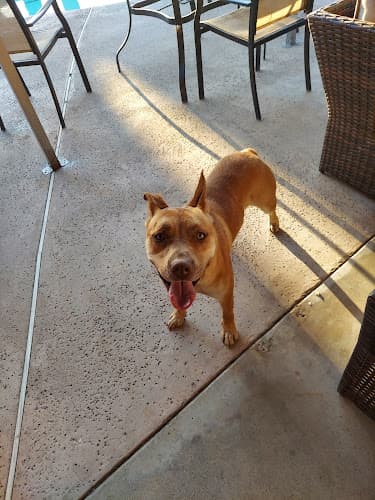 Dog day care center Bakersfield Animal Control Bakersfield
