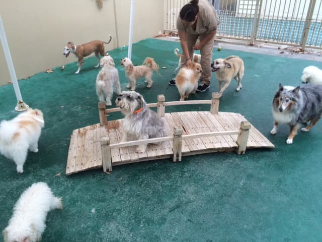 Dog day care center Banderas Pet Hospital & Boarding Mission Viejo