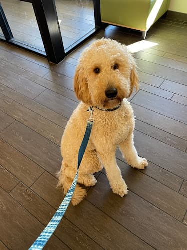 Dog day care center Banfield Pet Hospital Temecula