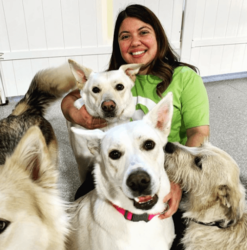 Dog day care center Bark! Bark! Where Cool Dogs Go Long Beach