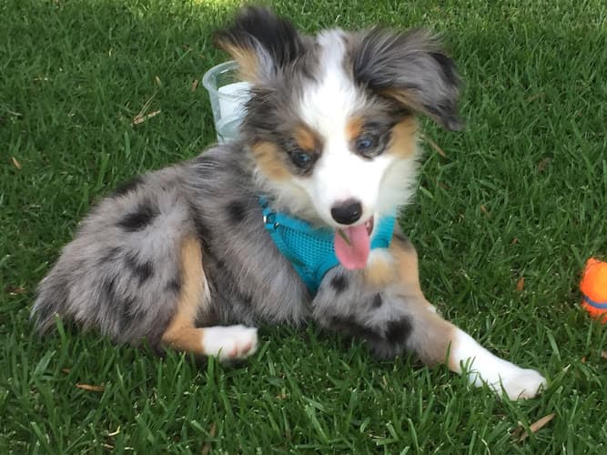 Dog day care center Bark Boulevard Chula Vista