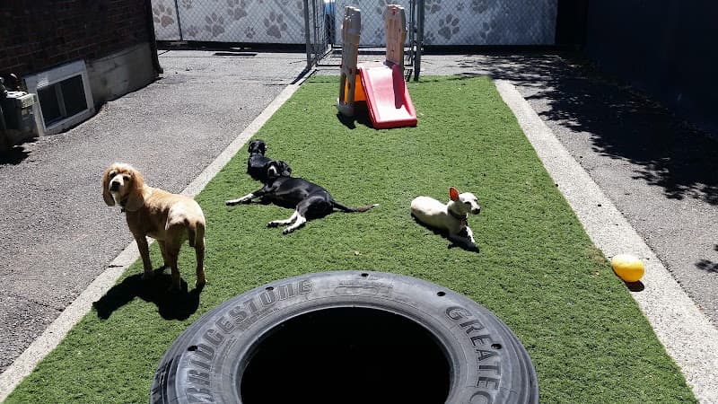 Dog day care center Bark Central llc Tacoma