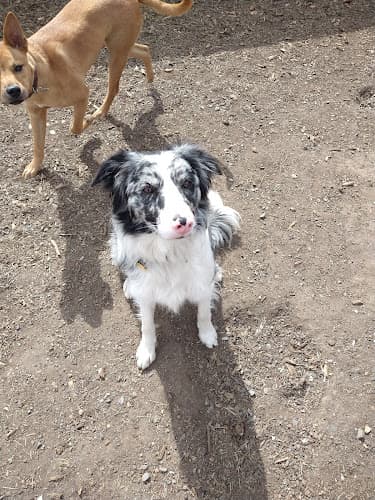 Dog day care center Bark Park Doggy Daycare Spokane