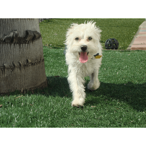 Dog day care center Bark Park Oceanside