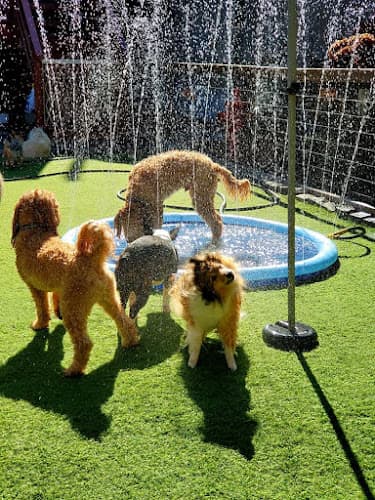 Dog day care center Bark To Basics San Francisco