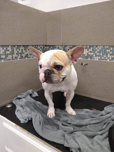 Dog day care center Barkhouse San Diego