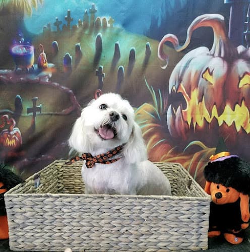 Dog day care center Barking Beauties Clovis