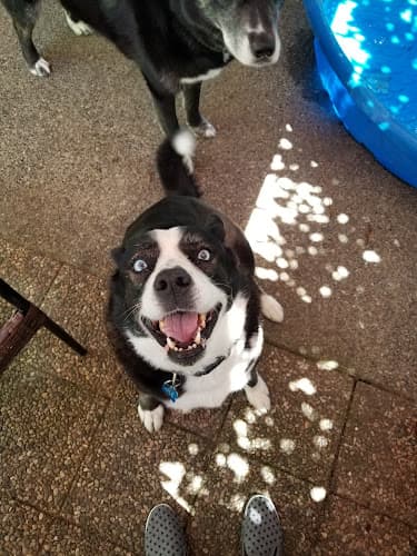 Dog day care center Barking Beds Doggy Camp Tacoma