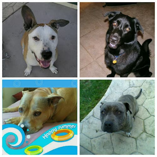 Dog day care center Barking Buddies Dog Walking Stockton