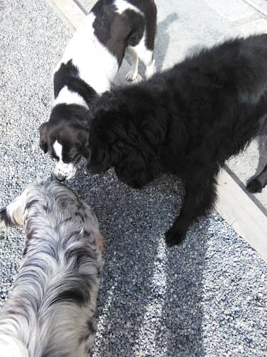 Dog day care center Barking Lot Doggie Daycare Anchorage