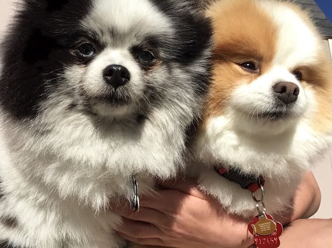 Dog day care center Barking Meow Pet Solutions Vacaville