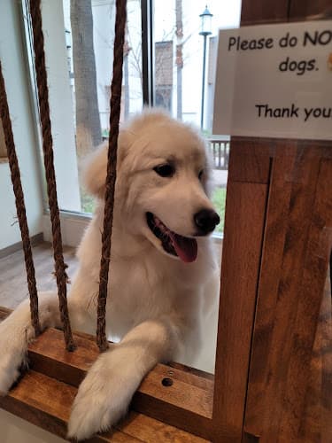 Dog day care center Barking Spot Chula Vista