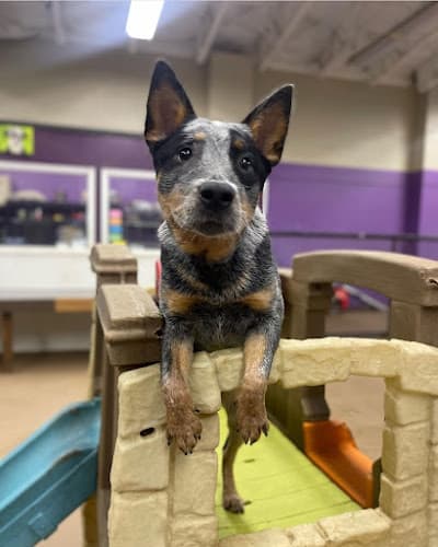 Dog day care center BarkZone Dog Daycare & Boarding Portland