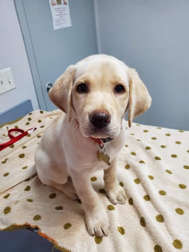 Dog day care center Barney & Russum Animal Clinic Fairfield