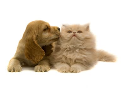 Dog day care center Baseline Animal Hospital Rancho Cucamonga