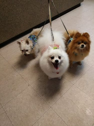 Dog day care center Bath Brush & Beyond Federal Way