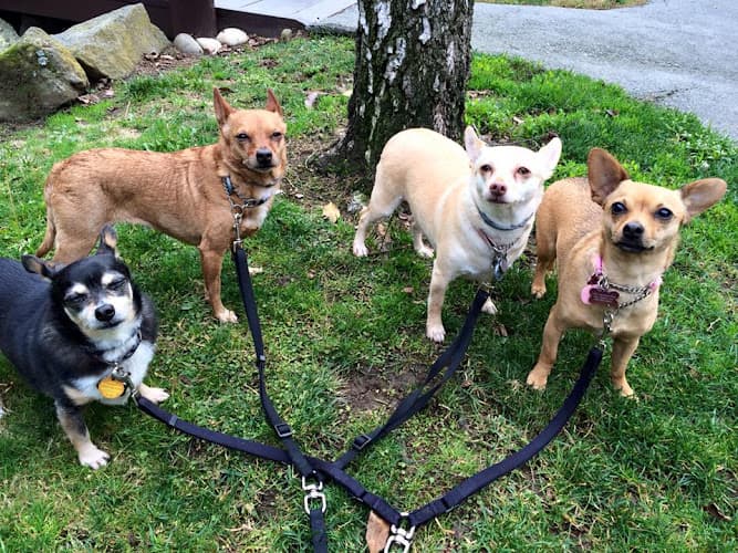 Dog day care center Bay Area Pet Pals San Mateo