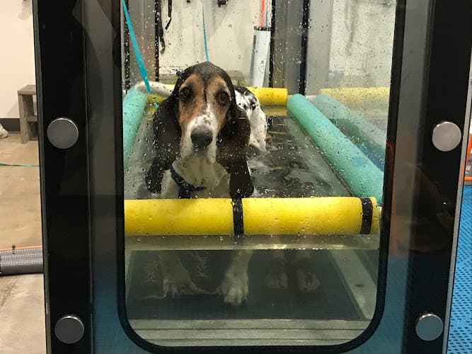 Dog day care center Beach Animal Rehabilitation Torrance