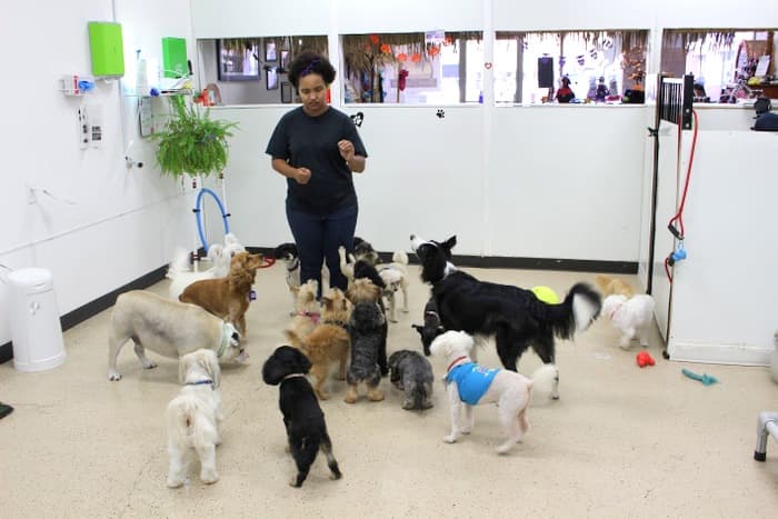 Dog day care center Beach Dog Fun Simi Valley