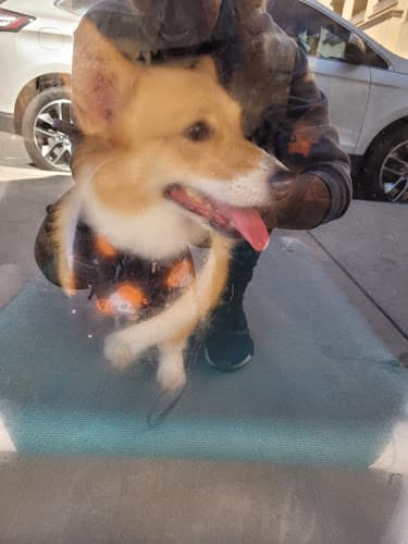 Dog day care center Beggin 4 more pet salon Victorville