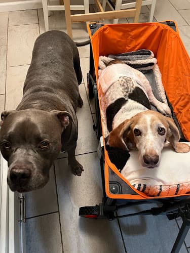 Dog day care center Bellflower Pet Hospital & Hotel Compton