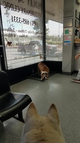 Dog day care center Bellinger Bridgett D DVM Riverside