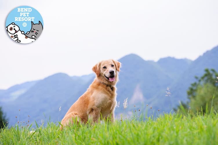 Dog day care center Bend Pet Resort LLC Hillsboro