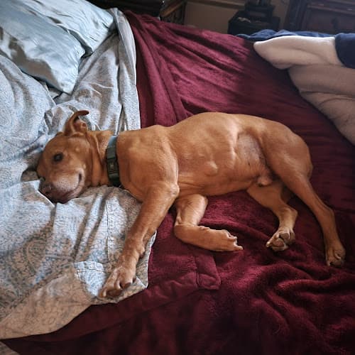 Dog day care center Benicia Pet Services Vallejo