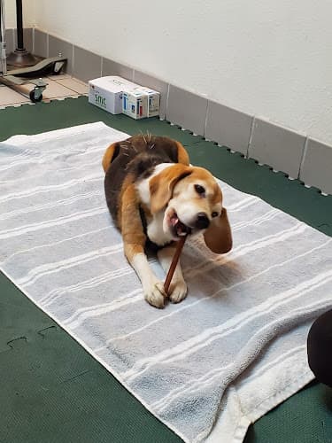 Dog day care center Berkeley Dog & Cat Hospital Berkeley