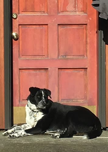 Dog day care center Best Care Animal Hospital Hillsboro