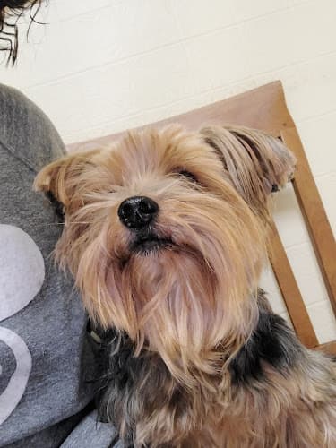 Dog day care center Best Care Pet Clinic Glendale