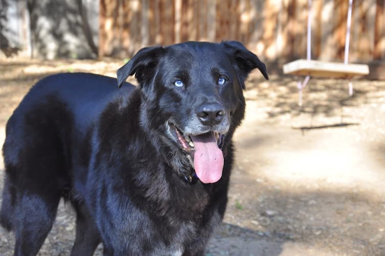 Dog day care center Best Friend Back-Up Pet Care Sunnyvale