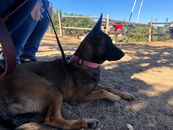 Dog day care center Best Friend Canine Camp Victorville