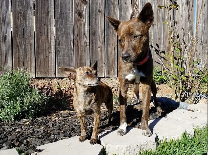 Dog day care center Best Friends Forever Pet Care San Diego