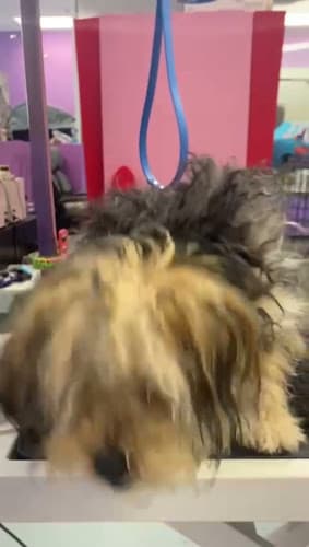 Dog day care center Bhappypets Pomona
